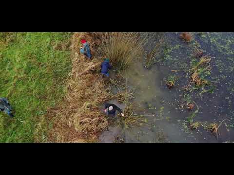 Conservatoire d'Espaces Naturels Régional - Entretien de marre à Maroilles 59 - ©Air Drone Vision